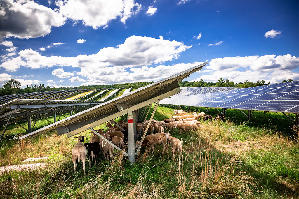 Solar Farm